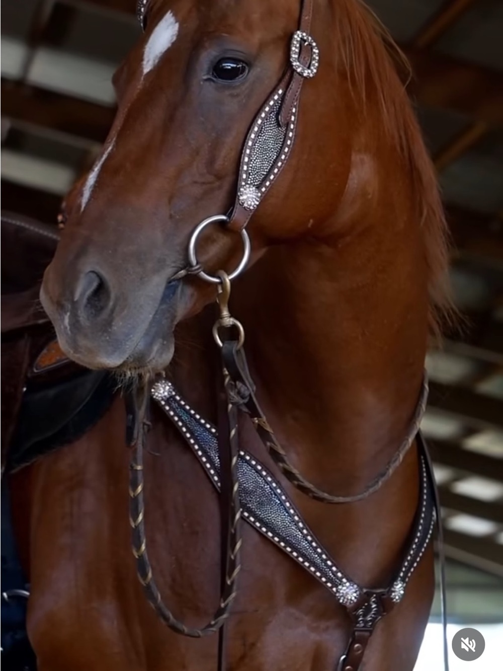 Tacktical Iridescent Leather Breast collar & Headstall set
